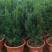正宗曼地亚红豆杉盆栽苗室内四季绿植吸甲醛绿植耐寒植物