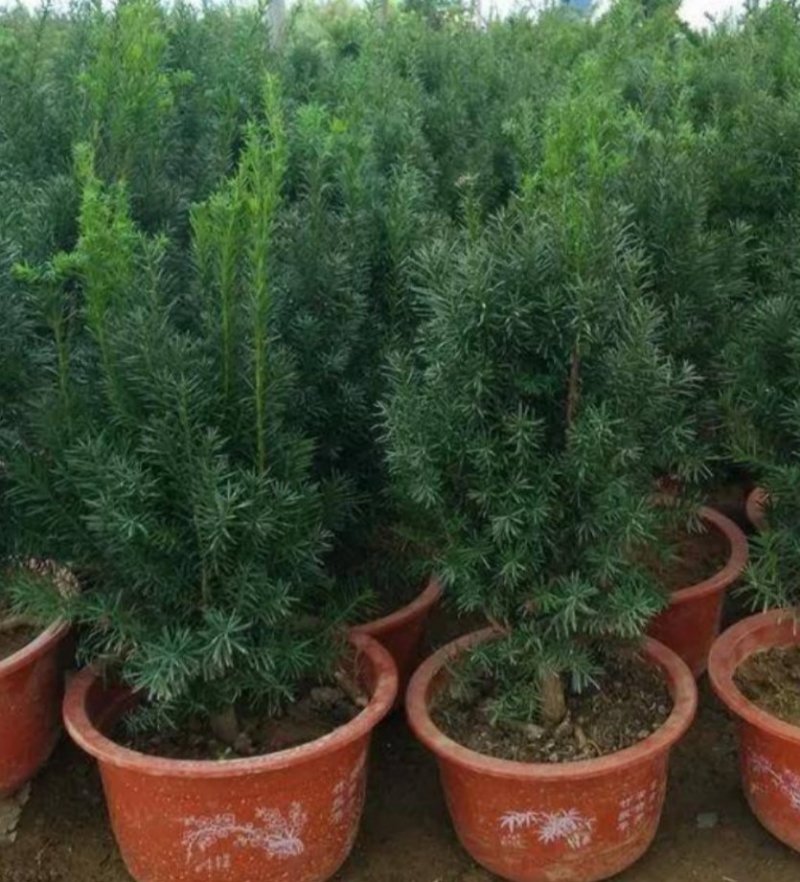 正宗曼地亚红豆杉盆栽苗室内四季绿植吸甲醛绿植耐寒植物