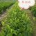 安吉早奶白茶苗，冬苗，夏苗，量大优惠，欢迎咨询