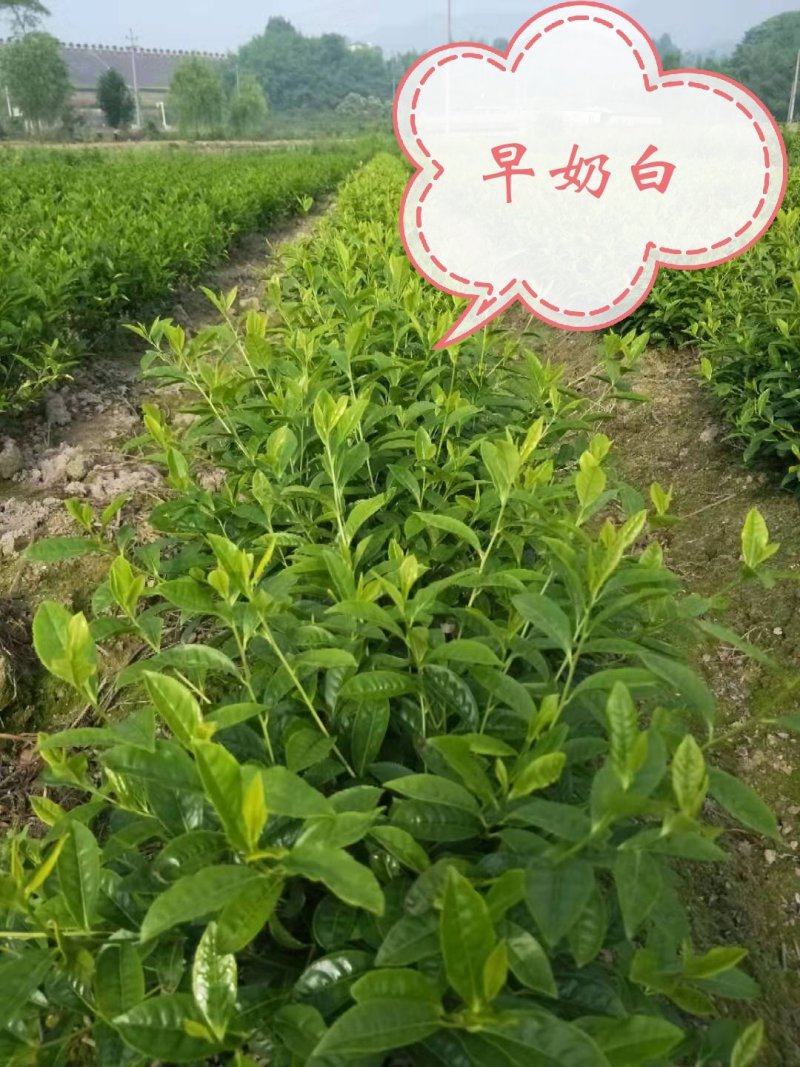 安吉早奶白茶苗，冬苗，夏苗，量大优惠，欢迎咨询