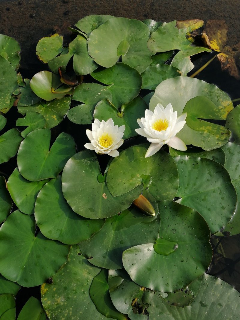 安吉早奶白茶苗，冬苗，夏苗，量大优惠，欢迎咨询