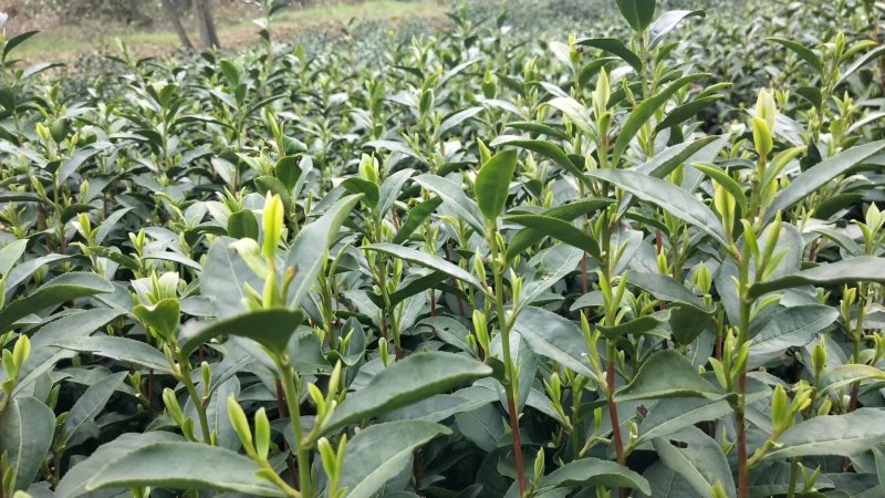 安吉早奶白茶苗，冬苗，夏苗，量大优惠，欢迎咨询
