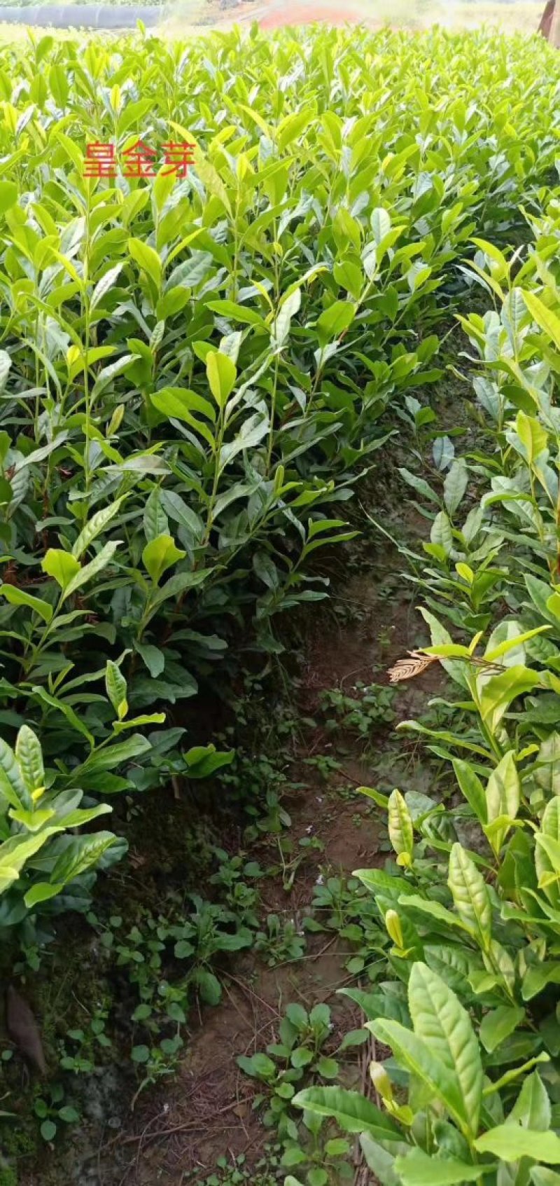安吉早奶白茶苗，冬苗，夏苗，量大优惠，欢迎咨询