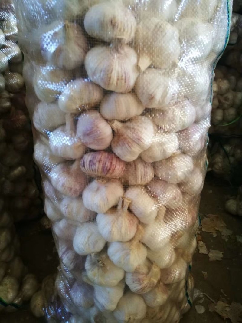 【精品大蒜】大量上市产地直供保质保量货源充足