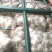 【精品大蒜】大量上市产地直供保质保量货源充足