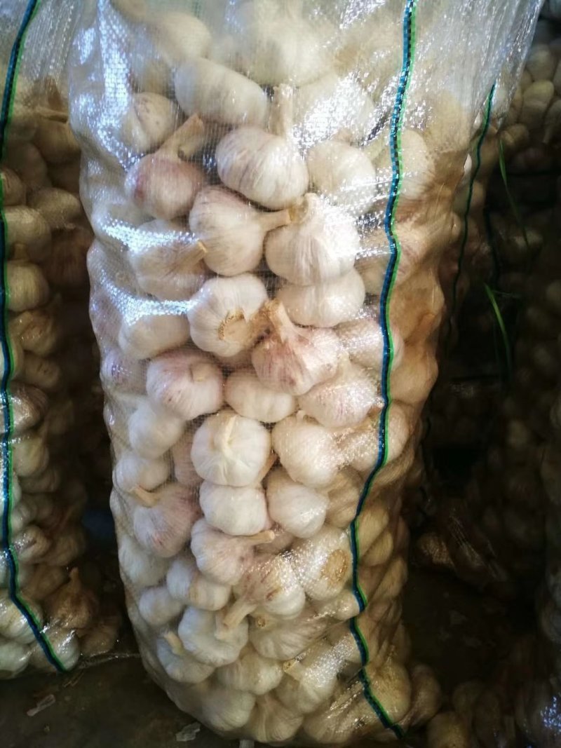 【精品大蒜】大量上市产地直供保质保量货源充足