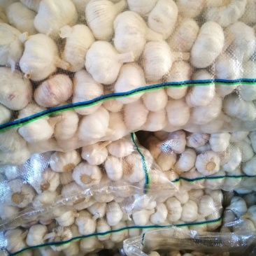 【精品大蒜】大量上市产地直供保质保量货源充足
