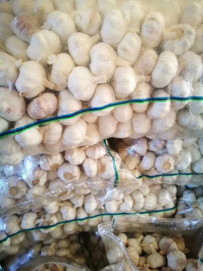 【精品大蒜】大量上市产地直供保质保量货源充足