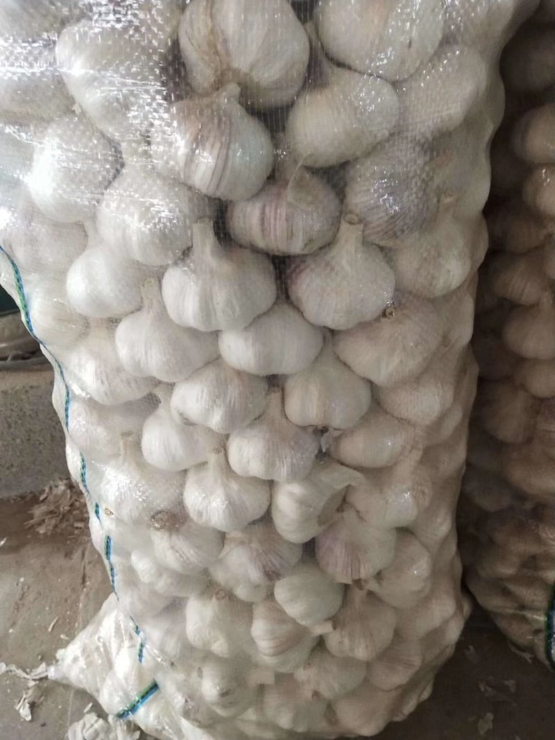 【精品大蒜】大量上市产地直供保质保量货源充足