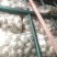 【精品大蒜】大量上市产地直供保质保量货源充足