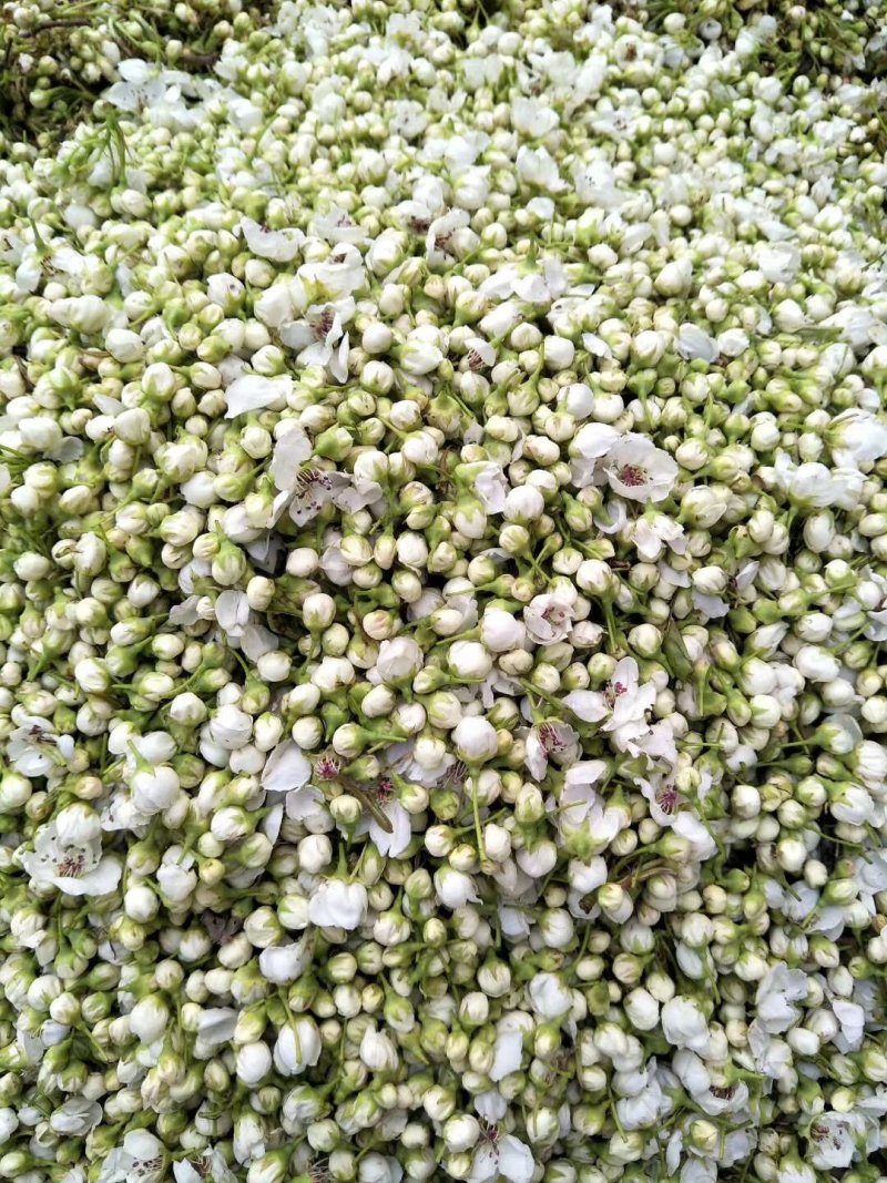 花粉安徽省砀山县花粉，花渣批发零零售，顺丰发货。