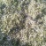 花粉安徽省砀山县花粉，花渣批发零零售，顺丰发货。