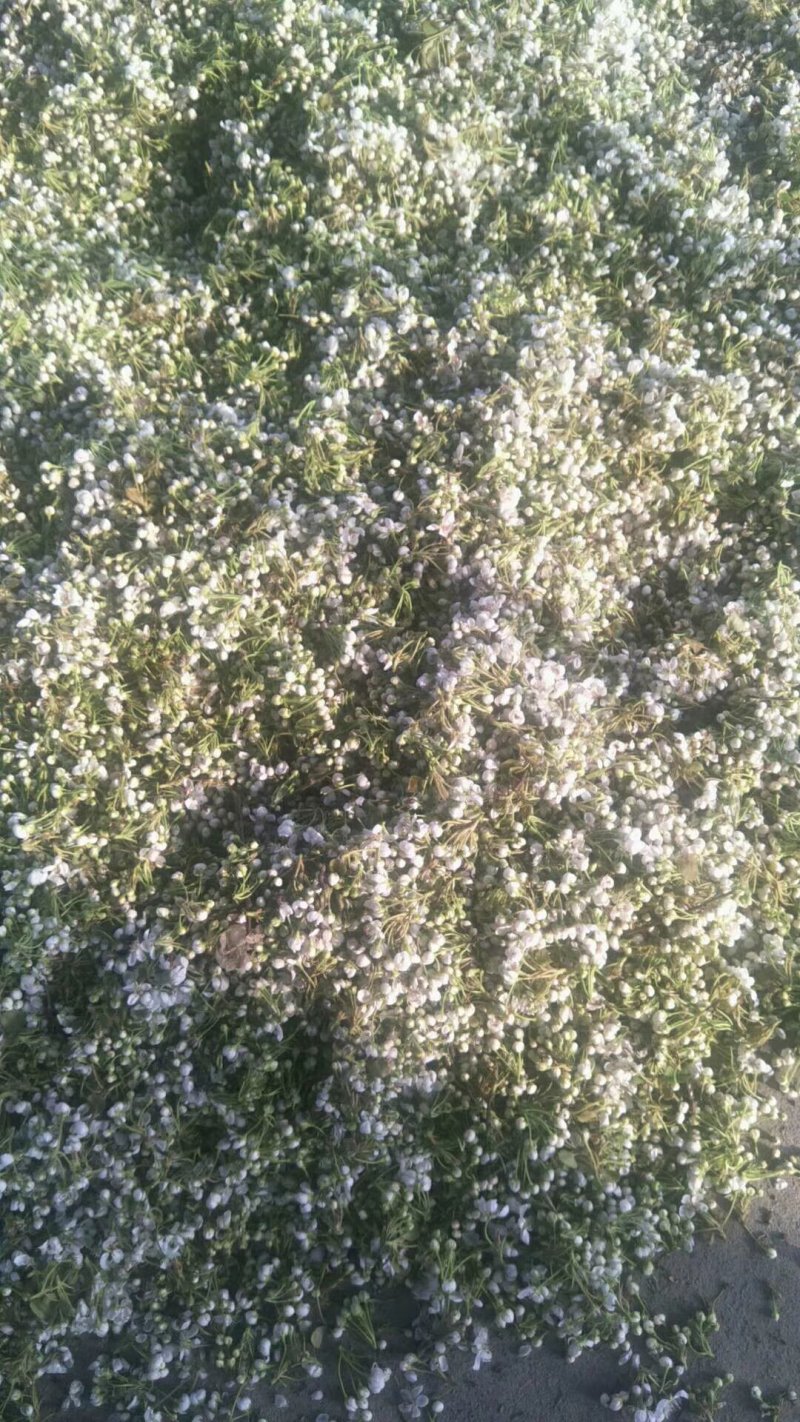 花粉安徽省砀山县花粉，花渣批发零零售，顺丰发货。