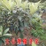 枇杷苗，嫁接无核大五星枇杷树苗，南方北方种植盆栽地栽