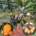 枇杷苗，嫁接无核大五星枇杷树苗，南方北方种植盆栽地栽