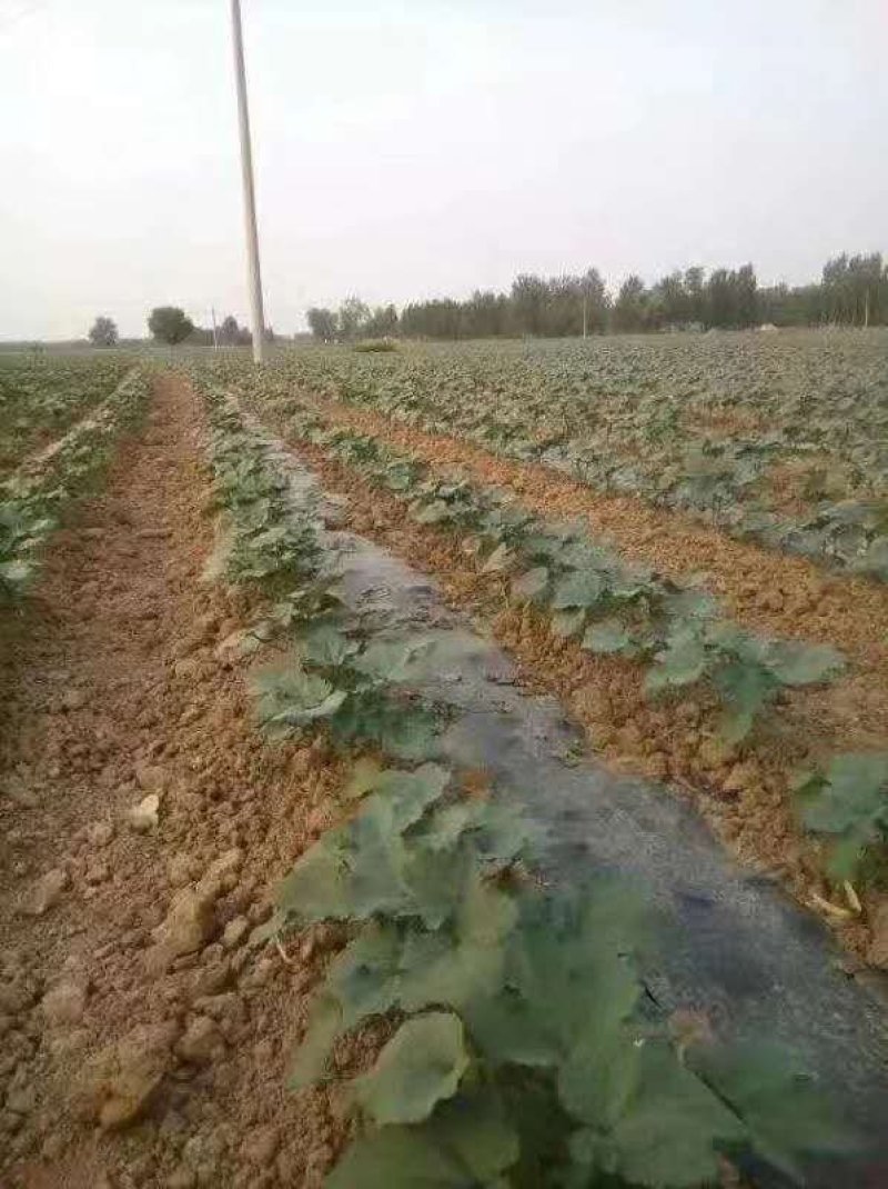 种植机四轮拖拉机带的玉米膜上种植机播种机大豆花生播种机
