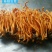 柞蚕蛹活体虫草蛹虫草蚕蛹虫草子实体内蒙产地直供