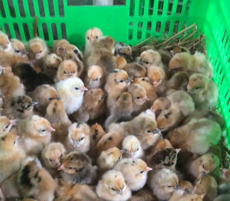 优选青脚土鸡苗公苗母苗可鉴别红毛公鸡包养殖技术