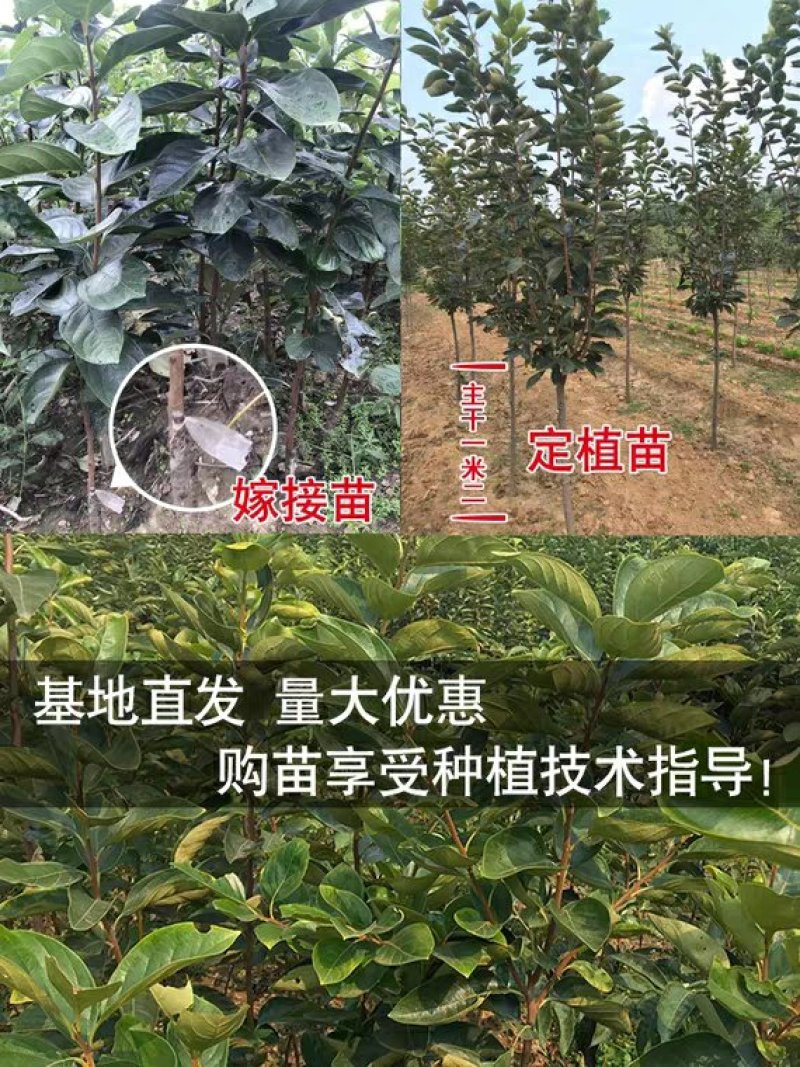 无核柿子苗，嫁接柿子树苗，脆皮柿磨盘柿摘下就吃，当年结果