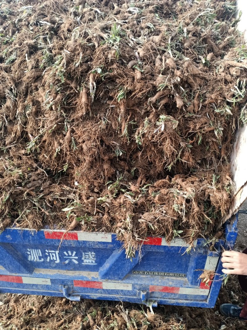 白术芽、改良白术芽、安国、亳州货都有！成活率高！易成活！