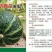 板栗南瓜种子，新选育，品质好，市场上热销品种！