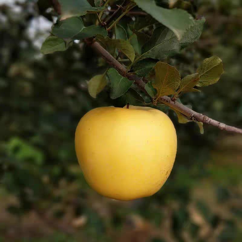 嫁接苹果树苗黄金帅苹果苗香蕉苹果当年结果南北方庭院盆