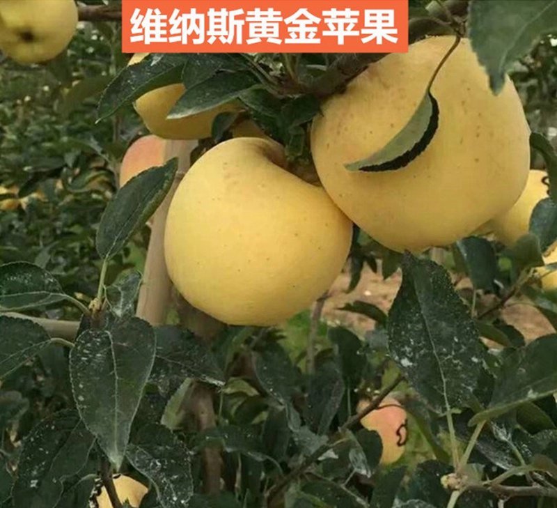 嫁接苹果树苗黄金帅苹果苗香蕉苹果当年结果南北方庭院盆