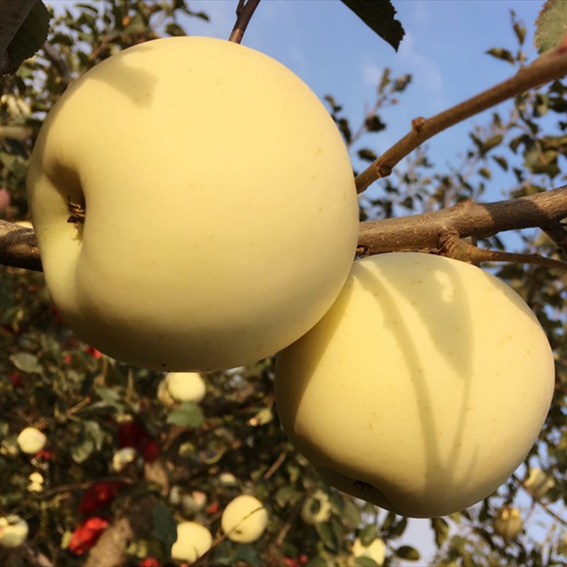 嫁接苹果树苗黄金帅苹果苗香蕉苹果当年结果南北方庭院盆