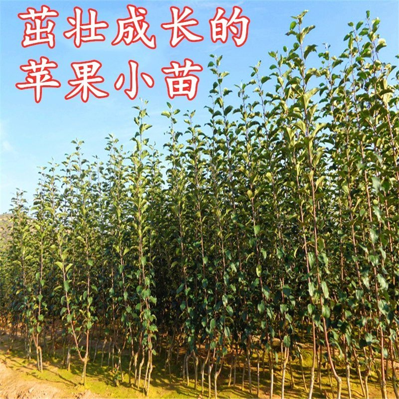 嫁接苹果树苗黄金帅苹果苗香蕉苹果当年结果南北方庭院盆