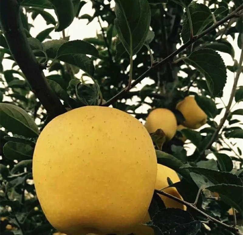嫁接苹果树苗黄金帅苹果苗香蕉苹果当年结果南北方庭院盆