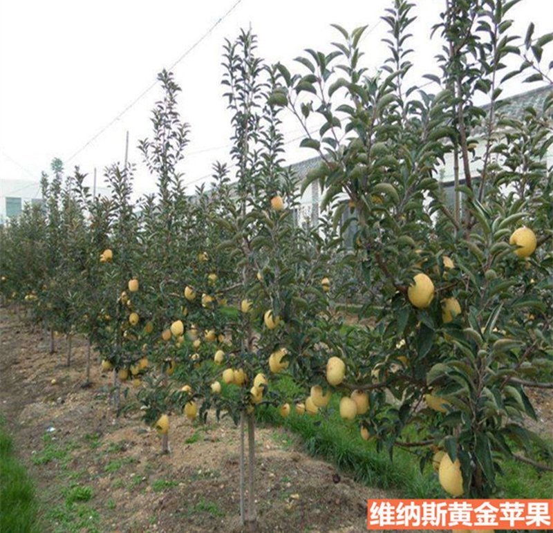 嫁接苹果树苗黄金帅苹果苗香蕉苹果当年结果南北方庭院盆