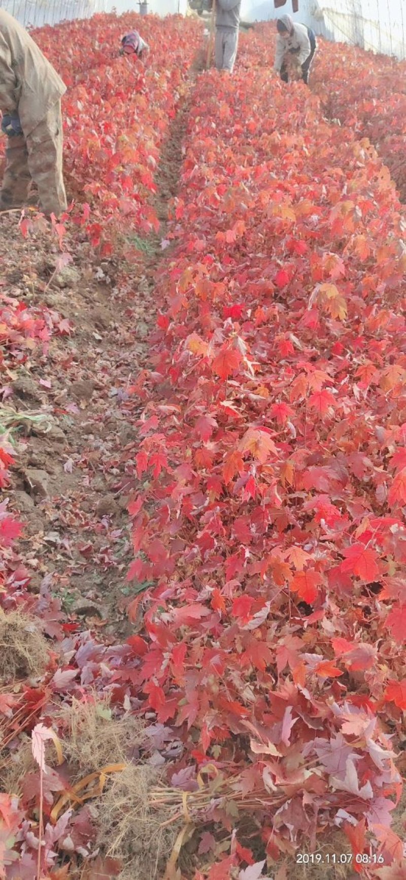 红枫秋火焰小苗耐寒美国红枫树苗量大从优实地看苗