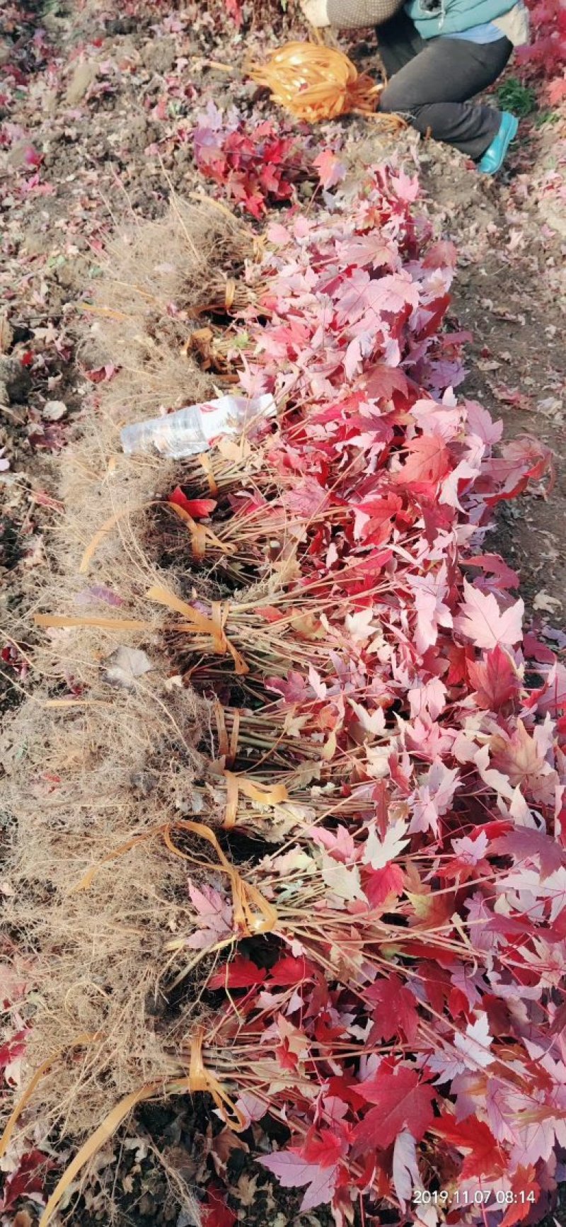 红枫秋火焰小苗耐寒美国红枫树苗量大从优实地看苗