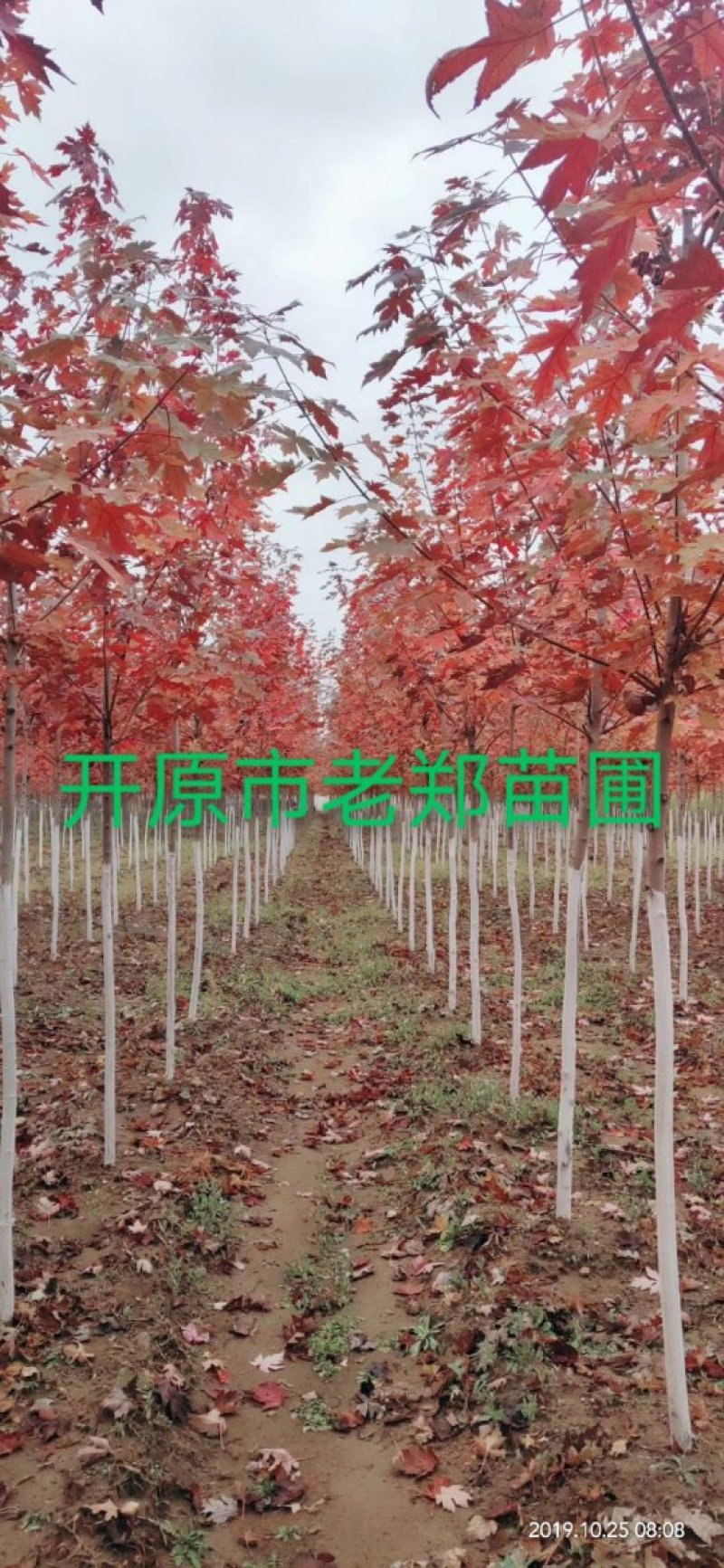 红枫秋火焰小苗耐寒美国红枫树苗量大从优实地看苗