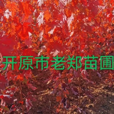 红枫秋火焰小苗耐寒美国红枫树苗量大从优实地看苗