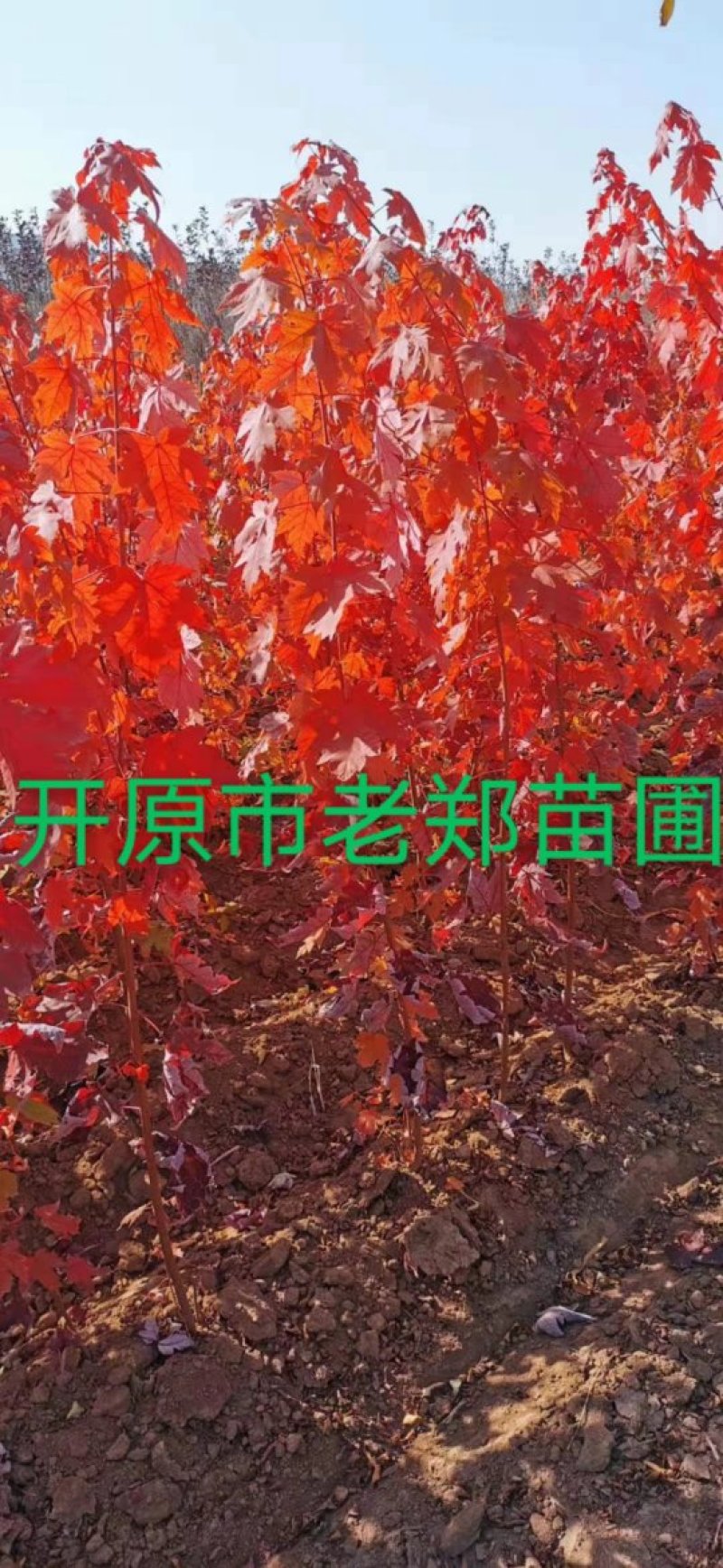 红枫秋火焰小苗耐寒美国红枫树苗量大从优实地看苗