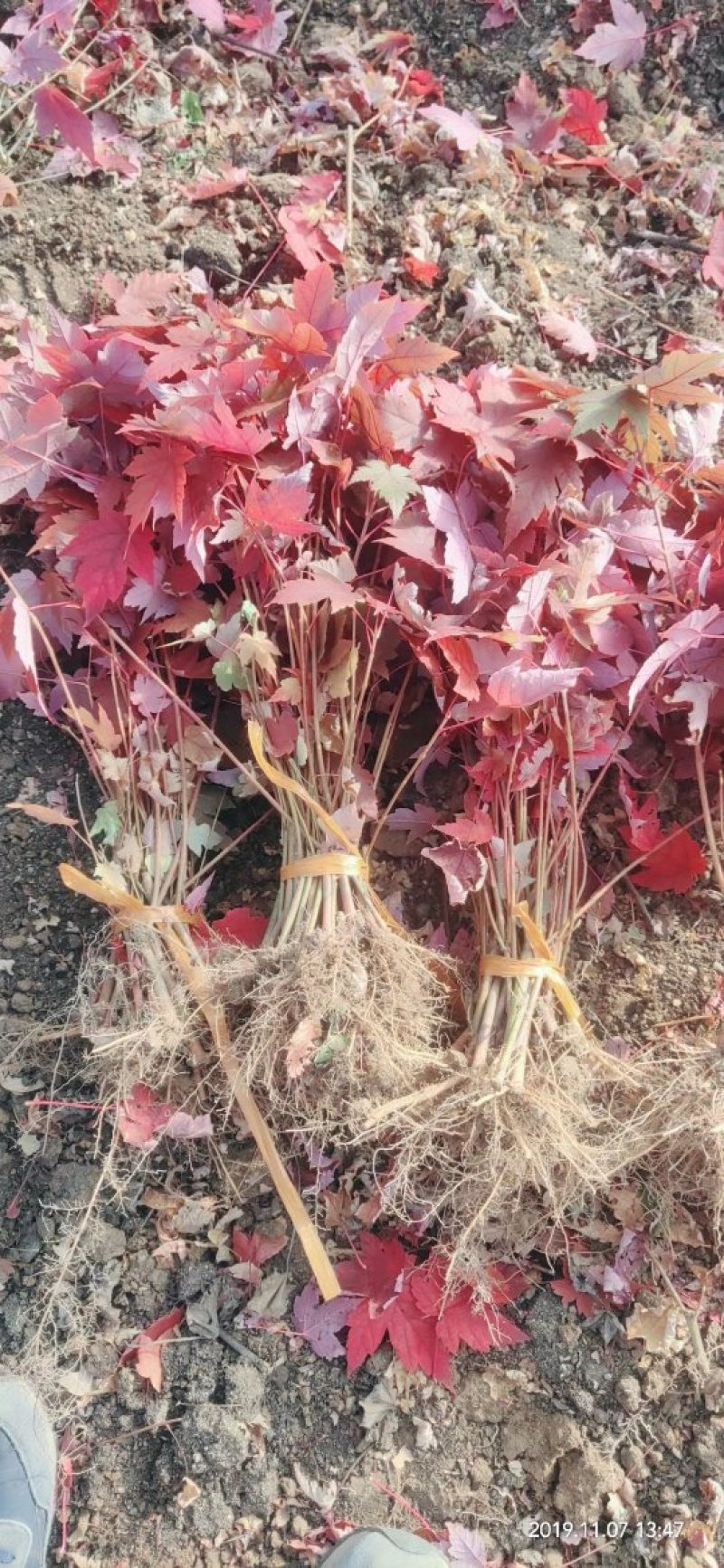 红枫秋火焰小苗耐寒美国红枫树苗量大从优实地看苗