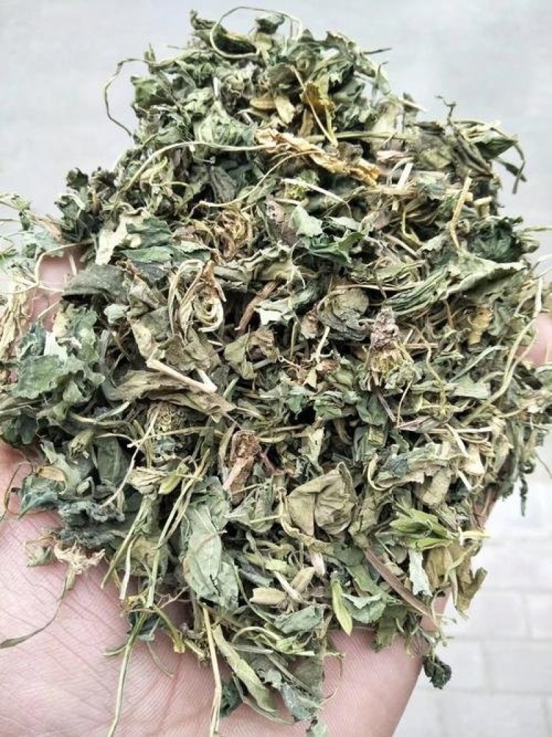 地丁，紫花野生地丁，常年批发供应中药材
