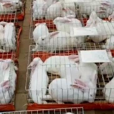 【热卖】山东肉兔新西兰兔，自家养殖视频看货