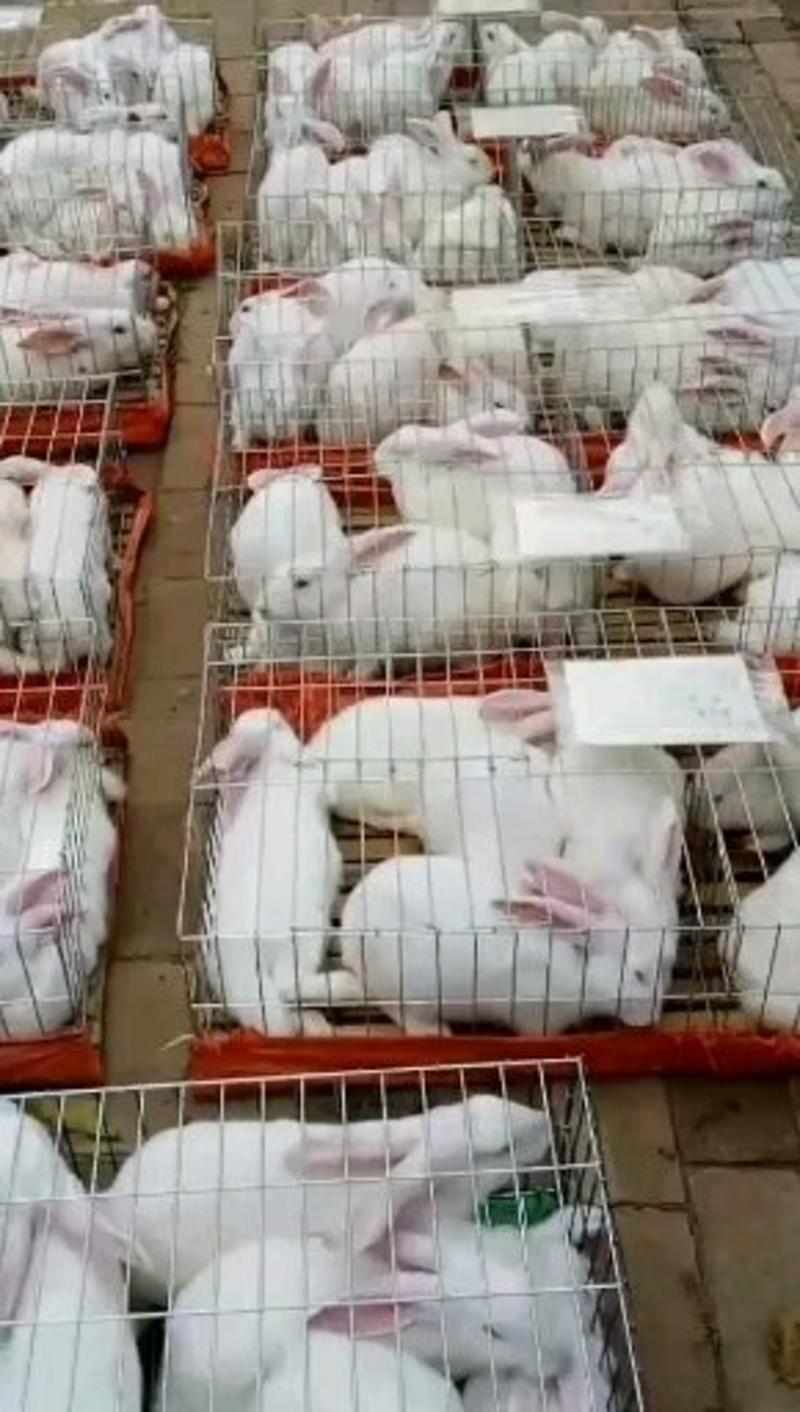 【热卖】山东肉兔新西兰兔，自家养殖视频看货
