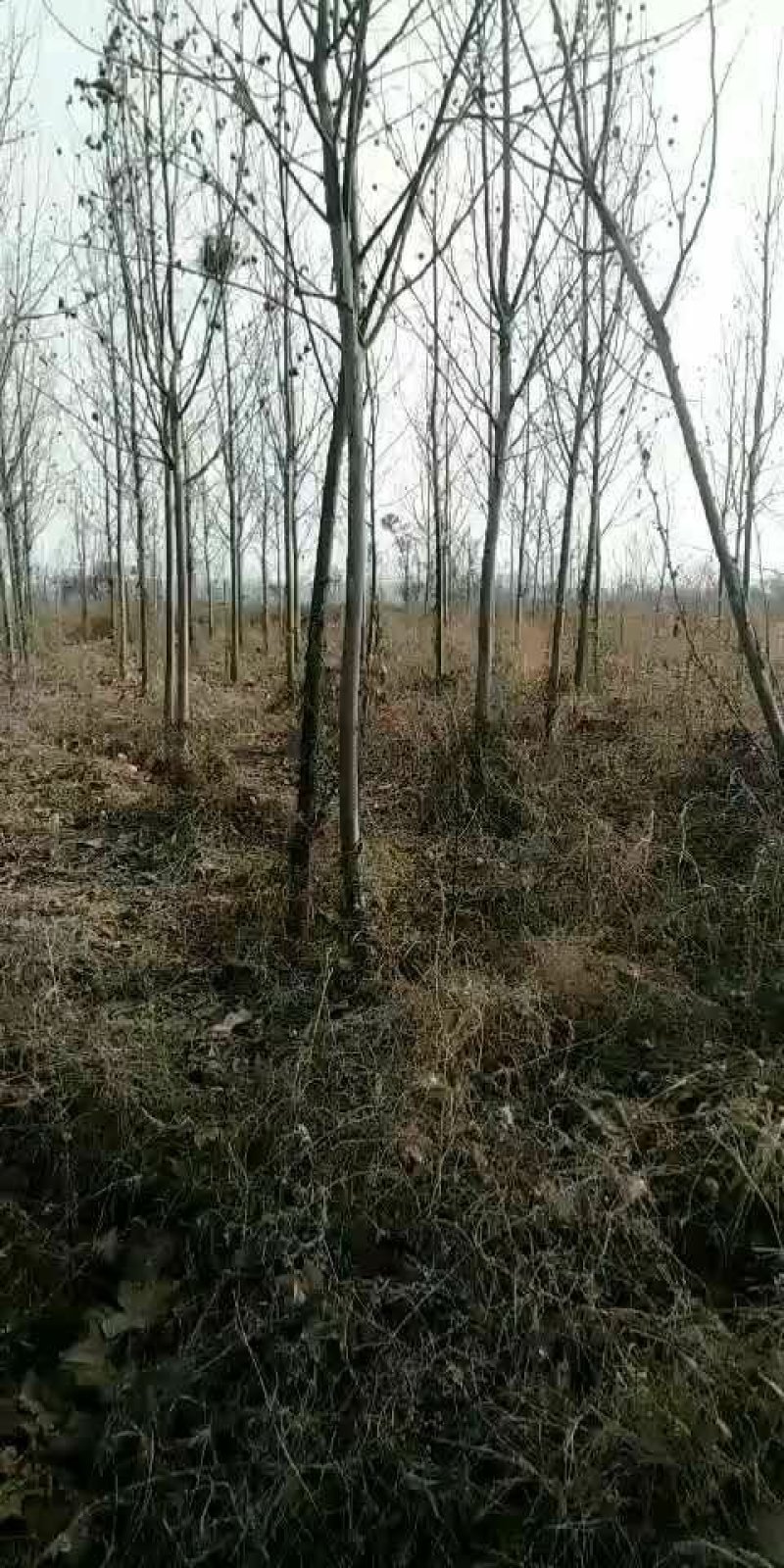 法桐(处理)机不可失，失不再来。优质法桐便宜。