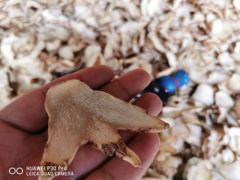 白芨片(切片三叉白艿，货白)片子大，颜色好