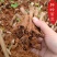 粉葛藤县无渣粉葛苗发芽苗成活率百分90上春种冬收基地代办