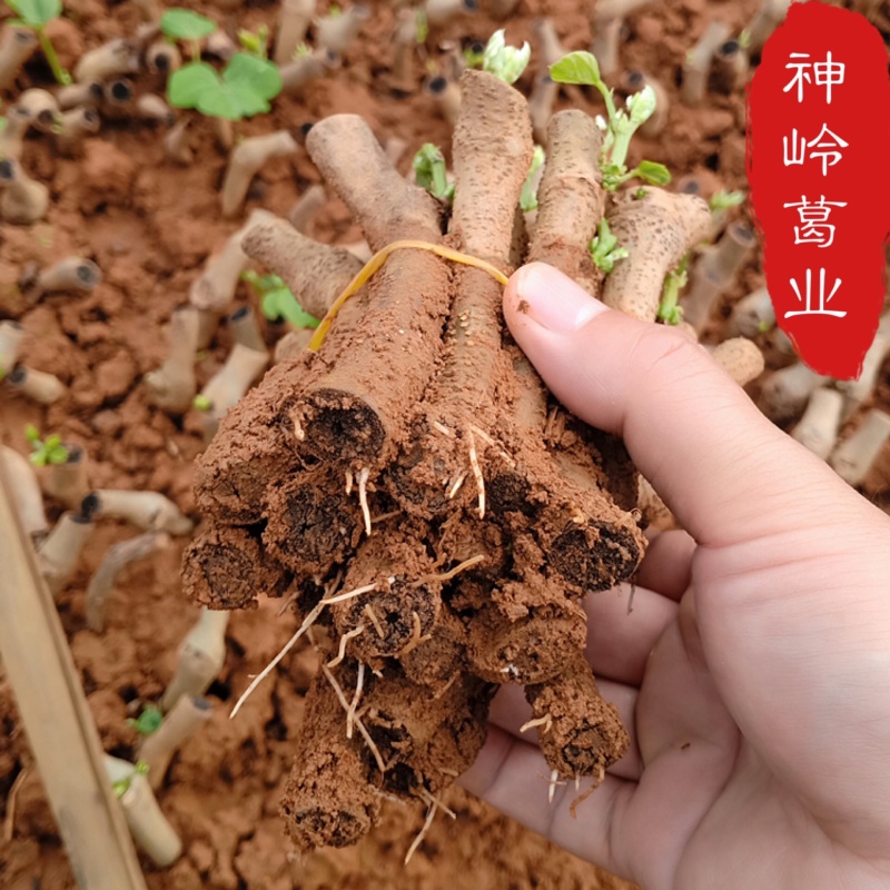 粉葛藤县无渣粉葛苗发芽苗成活率百分90上春种冬收基地代办