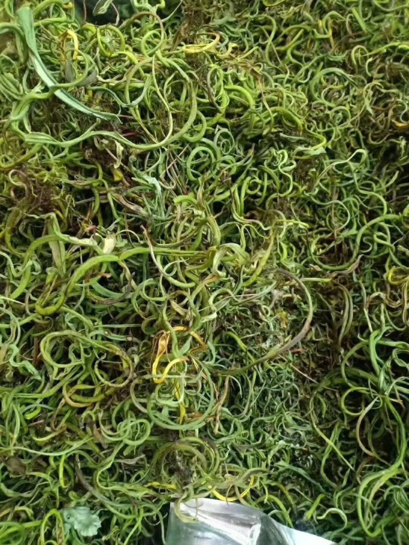 化石草