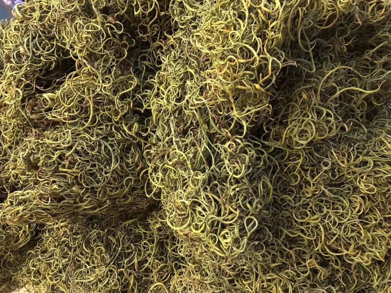 化石草