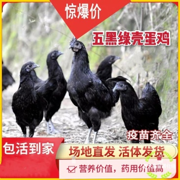五黑鸡苗孵化场基地直供疫苗齐全