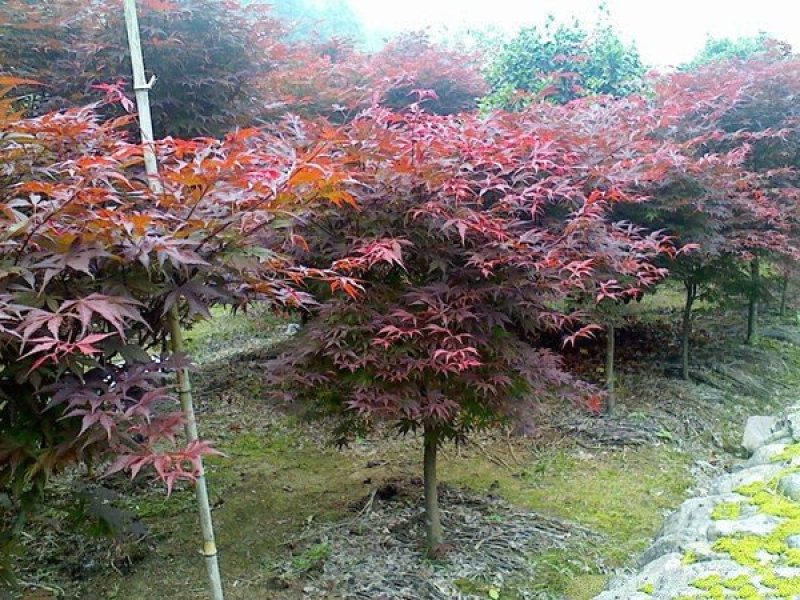 常年批发供应红枫树基地大量销售全部都是苗圃货