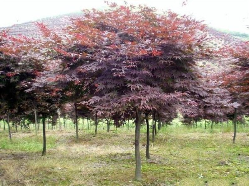 常年批发供应红枫树基地大量销售全部都是苗圃货