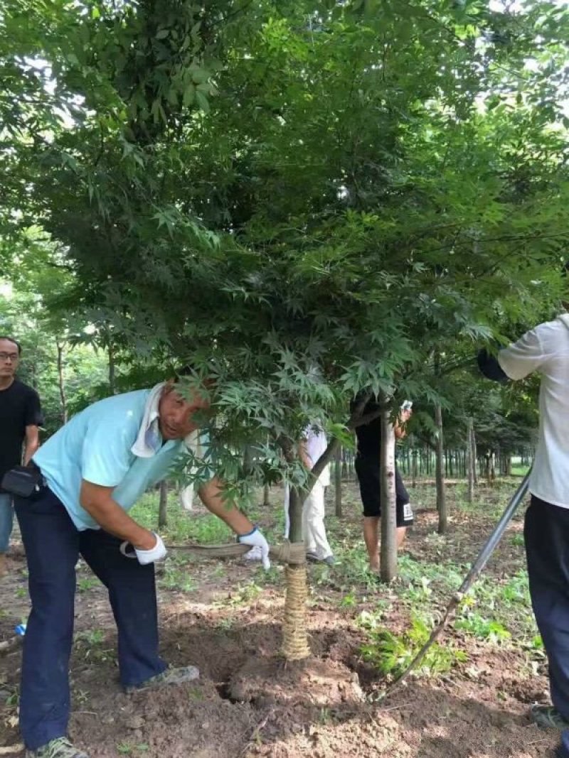 常年批发供应红枫树基地大量销售全部都是苗圃货
